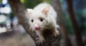 The Possum Update: What you need to know